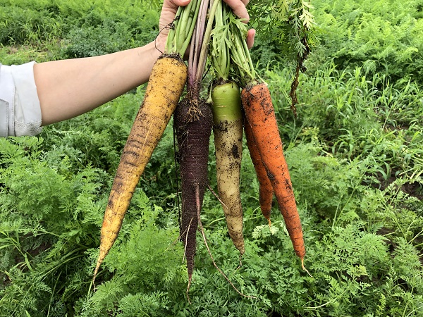 新潟県胎内市 カラーニンジン