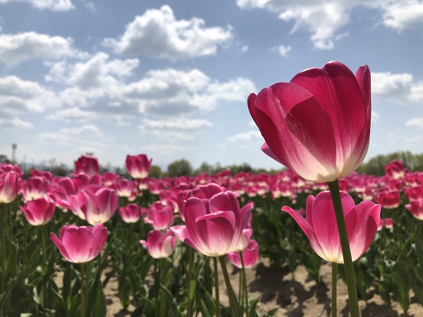 新潟県胎内市 チューリップフェスティバル