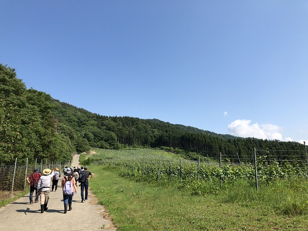 新潟県胎内市 ワイン畑ウォーキング