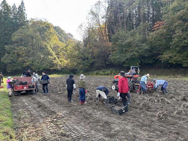 新潟県胎内市鍬江　里芋の収穫のお手伝い