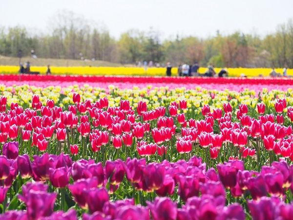 新潟県胎内市　チューリップフェスティバル