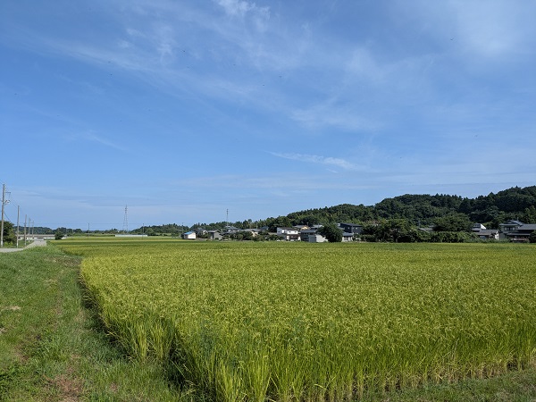 新潟県胎内市 秋の田んぼ
