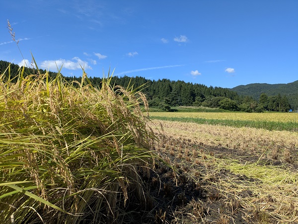 新潟県胎内市 稲刈り