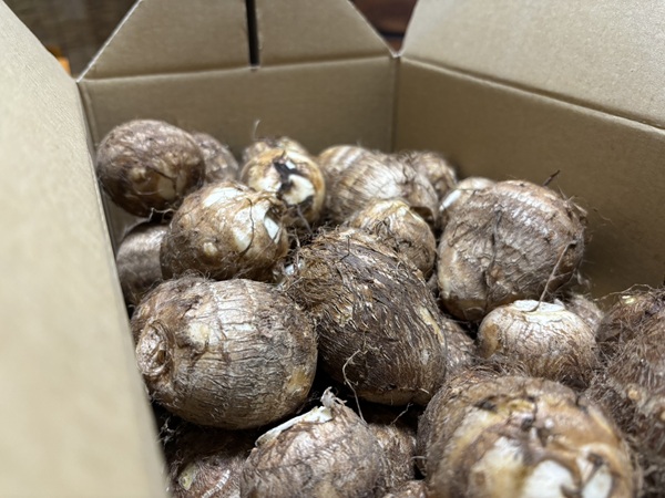 新潟県胎内市 里芋