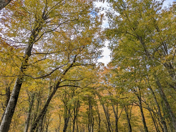 新潟県胎内市 奥胎内の紅葉