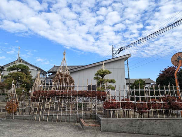 新潟県胎内市 山間部 雪吊り